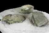 Pyrite Replaced Brachiopod (Paraspirifer) Fossils on Shale - Ohio #136660-1